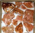 Lot - Pink and Orange Bladed Barite - Pieces #103745-2